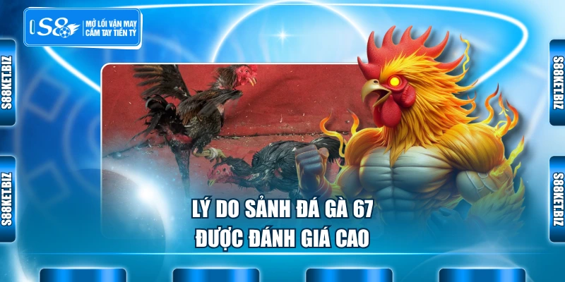 Lý do sảnh đá gà 67 được đánh giá cao