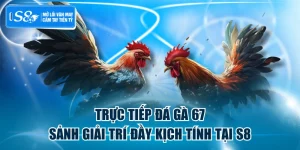 Trực Tiếp Đá Gà 67 - Sảnh Giải Trí Đầy Kịch Tính Tại S8
