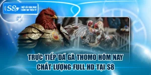 Trực Tiếp Đá Gà Thomo Hôm Nay Chất Lượng Full HD Tại S8